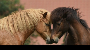Zwei Pferde verenden bei Verkehrsunfall auf Rügen - Autofahrerin verletzt