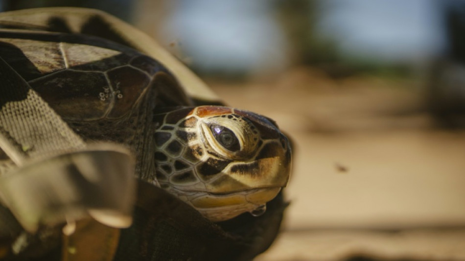 Ermittler entdecken bei Kontrolle in Bayern 31 Schildkröten in Fahrzeug